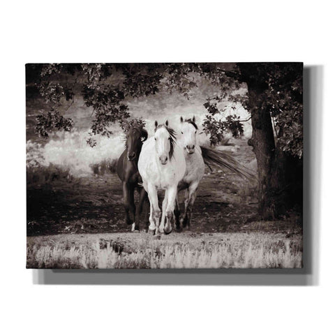 Image of 'Three Wild Horses Sepia' by Debra Van Swearingen, Canvas Wall Art,16x12x1.1x0,26x18x1.1x0,34x26x1.74x0,54x40x1.74x0