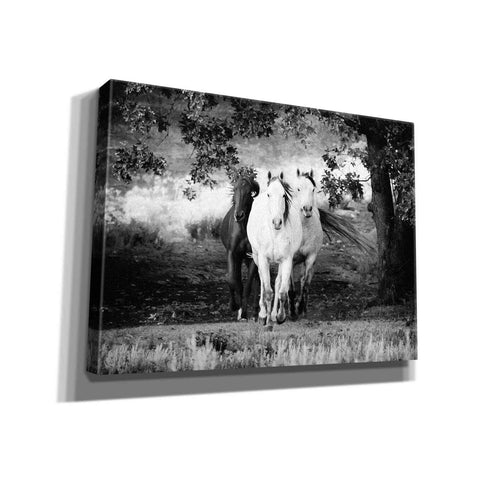 Image of 'Three Wild Horses BW' by Debra Van Swearingen, Canvas Wall Art,16x12x1.1x0,26x18x1.1x0,34x26x1.74x0,54x40x1.74x0