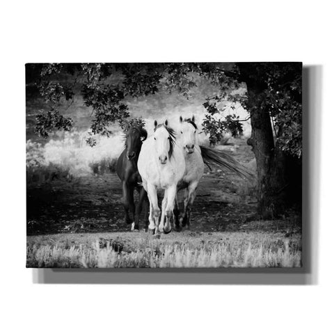 Image of 'Three Wild Horses BW' by Debra Van Swearingen, Canvas Wall Art,16x12x1.1x0,26x18x1.1x0,34x26x1.74x0,54x40x1.74x0