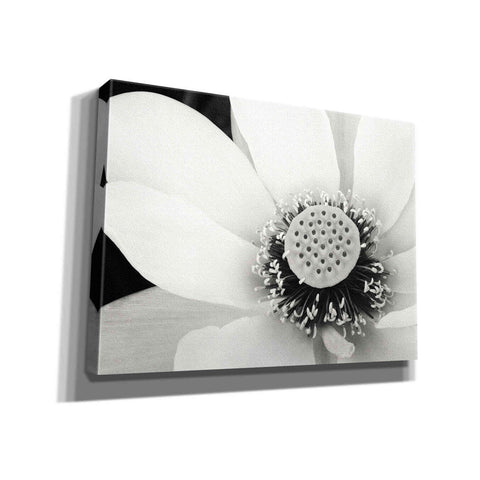 Image of 'Lotus Flower IV' by Debra Van Swearingen, Canvas Wall Art,16x12x1.1x0,26x18x1.1x0,34x26x1.74x0,54x40x1.74x0