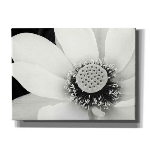 Image of 'Lotus Flower IV' by Debra Van Swearingen, Canvas Wall Art,16x12x1.1x0,26x18x1.1x0,34x26x1.74x0,54x40x1.74x0