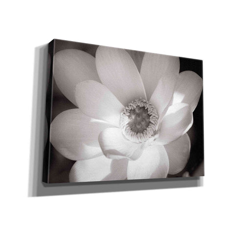 Image of 'Lotus Flower V' by Debra Van Swearingen, Canvas Wall Art,16x12x1.1x0,26x18x1.1x0,34x26x1.74x0,54x40x1.74x0