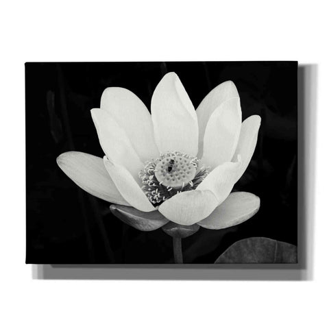 Image of 'Lotus Flower I v2' by Debra Van Swearingen, Canvas Wall Art,16x12x1.1x0,26x18x1.1x0,34x26x1.74x0,54x40x1.74x0