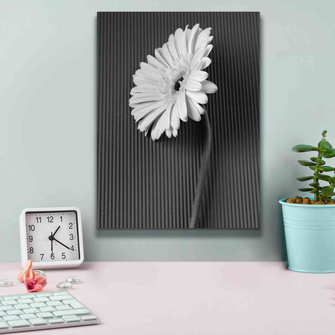 Image of 'Fresh Cut Daisy II' by Debra Van Swearingen, Canvas Wall Art,12 x 16