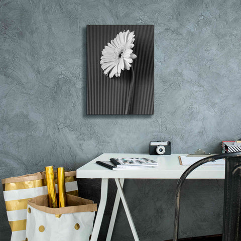 Image of 'Fresh Cut Daisy II' by Debra Van Swearingen, Canvas Wall Art,12 x 16