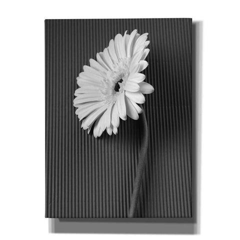 Image of 'Fresh Cut Daisy II' by Debra Van Swearingen, Canvas Wall Art,12x16x1.1x0,20x24x1.1x0,26x30x1.74x0,40x54x1.74x0