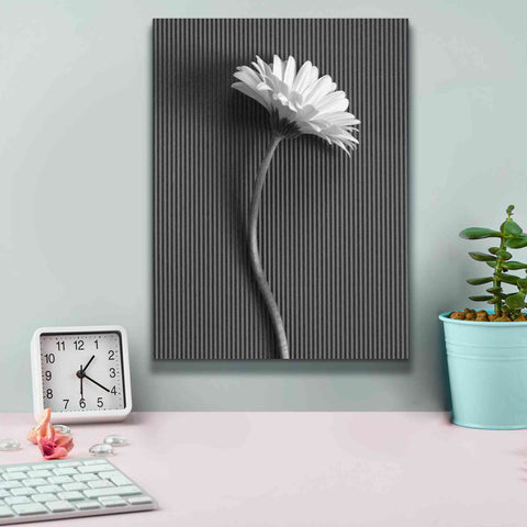 Image of 'Fresh Cut Daisy III' by Debra Van Swearingen, Canvas Wall Art,12 x 16