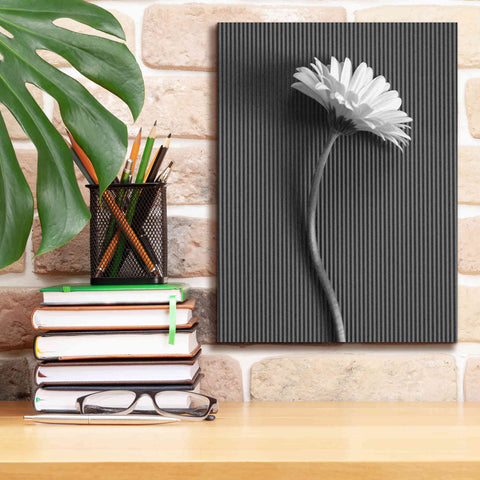 Image of 'Fresh Cut Daisy III' by Debra Van Swearingen, Canvas Wall Art,12 x 16