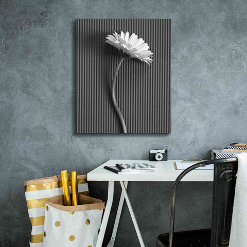 Image of 'Fresh Cut Daisy III' by Debra Van Swearingen, Canvas Wall Art,20 x 24