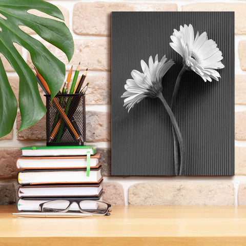 Image of 'Fresh Cut Daisy IV' by Debra Van Swearingen, Canvas Wall Art,12 x 16