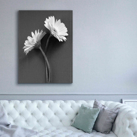 Image of 'Fresh Cut Daisy IV' by Debra Van Swearingen, Canvas Wall Art,40 x 54