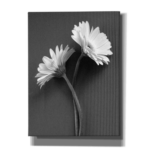 Image of 'Fresh Cut Daisy IV' by Debra Van Swearingen, Canvas Wall Art,12x16x1.1x0,20x24x1.1x0,26x30x1.74x0,40x54x1.74x0