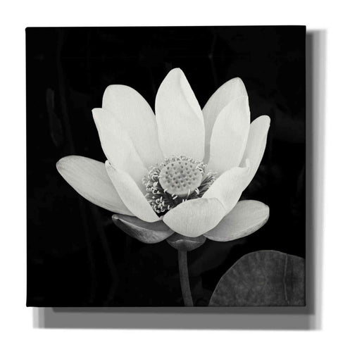 Image of 'Lotus Flower I' by Debra Van Swearingen, Canvas Wall Art,12x12x1.1x0,18x18x1.1x0,26x26x1.74x0,37x37x1.74x0