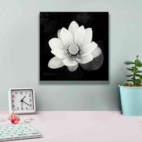Image of 'Lotus Flower II' by Debra Van Swearingen, Canvas Wall Art,12 x 12