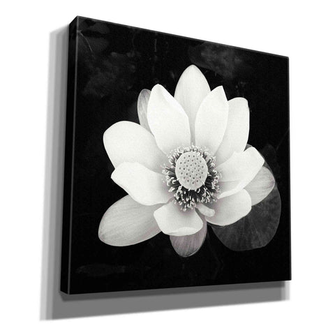 Image of 'Lotus Flower II' by Debra Van Swearingen, Canvas Wall Art,12x12x1.1x0,18x18x1.1x0,26x26x1.74x0,37x37x1.74x0