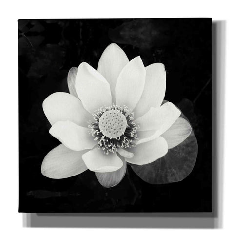 Image of 'Lotus Flower II' by Debra Van Swearingen, Canvas Wall Art,12x12x1.1x0,18x18x1.1x0,26x26x1.74x0,37x37x1.74x0
