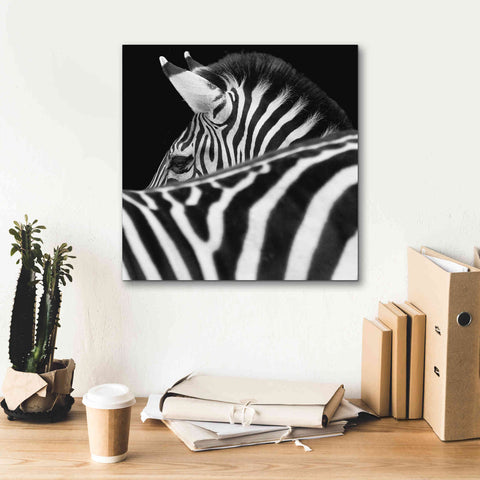 Image of 'Zebra III' by Debra Van Swearingen, Canvas Wall Art,18 x 18