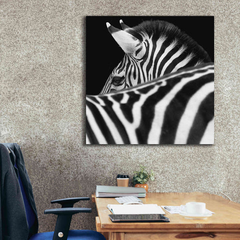 Image of 'Zebra III' by Debra Van Swearingen, Canvas Wall Art,37 x 37