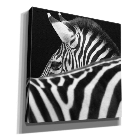 Image of 'Zebra III' by Debra Van Swearingen, Canvas Wall Art,12x12x1.1x0,18x18x1.1x0,26x26x1.74x0,37x37x1.74x0