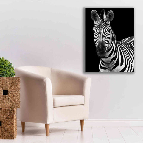 Image of 'Zebra II' by Debra Van Swearingen, Canvas Wall Art,26 x 34