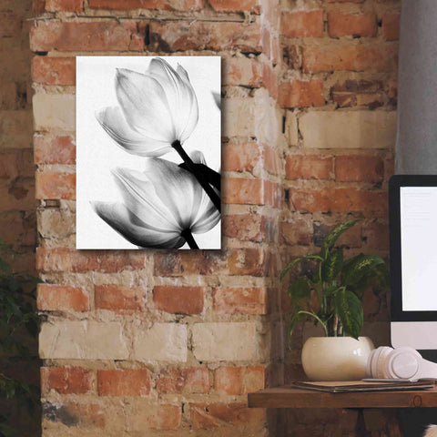 Image of 'Translucent Tulips II' by Debra Van Swearingen, Canvas Wall Art,12 x 16
