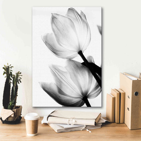 Image of 'Translucent Tulips II' by Debra Van Swearingen, Canvas Wall Art,18 x 26