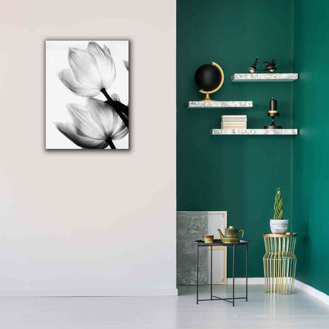 Image of 'Translucent Tulips II' by Debra Van Swearingen, Canvas Wall Art,26 x 34