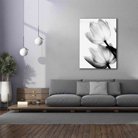Image of 'Translucent Tulips II' by Debra Van Swearingen, Canvas Wall Art,40 x 54