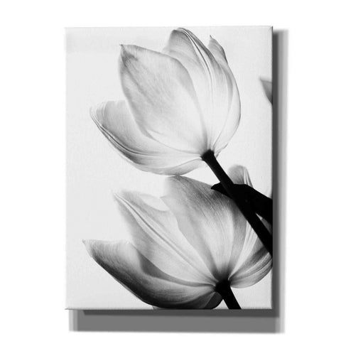 Image of 'Translucent Tulips II' by Debra Van Swearingen, Canvas Wall Art,12x16x1.1x0,18x26x1.1x0,26x34x1.74x0,40x54x1.74x0