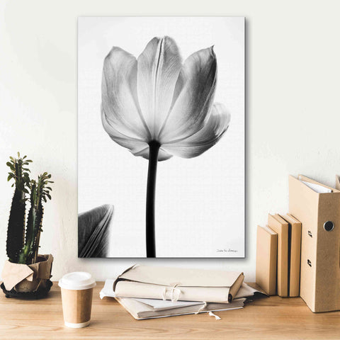 Image of 'Translucent Tulips I' by Debra Van Swearingen, Canvas Wall Art,18 x 26