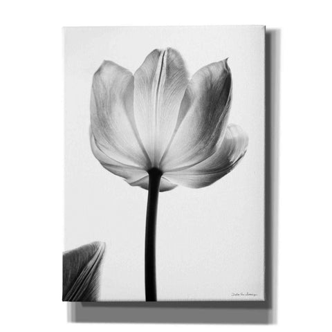 Image of 'Translucent Tulips I' by Debra Van Swearingen, Canvas Wall Art,12x16x1.1x0,18x26x1.1x0,26x34x1.74x0,40x54x1.74x0