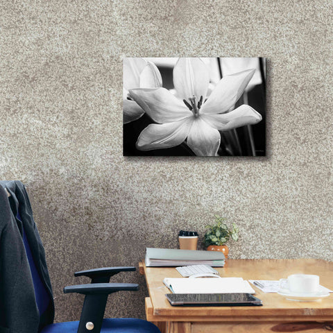 Image of 'Translucent Tulips IV' by Debra Van Swearingen, Canvas Wall Art,26 x 18