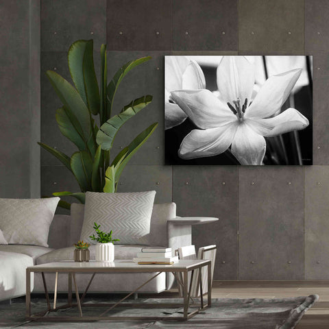 Image of 'Translucent Tulips IV' by Debra Van Swearingen, Canvas Wall Art,54 x 40