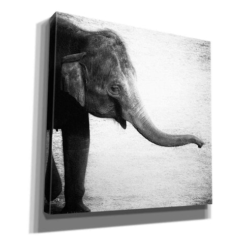 Image of 'Elephant II' by Debra Van Swearingen, Canvas Wall Art,12x12x1.1x0,18x18x1.1x0,26x26x1.74x0,37x37x1.74x0