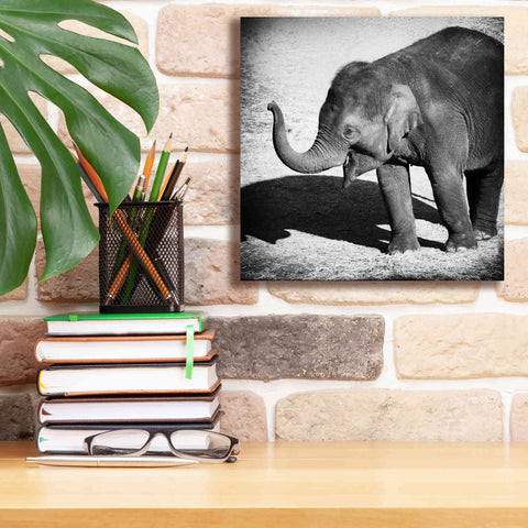 Image of 'Elephant IV' by Debra Van Swearingen, Canvas Wall Art,12 x 12