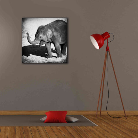 Image of 'Elephant IV' by Debra Van Swearingen, Canvas Wall Art,26 x 26