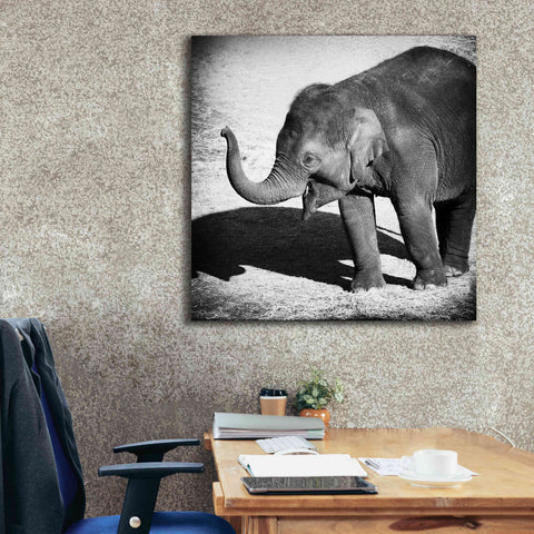 Image of 'Elephant IV' by Debra Van Swearingen, Canvas Wall Art,37 x 37
