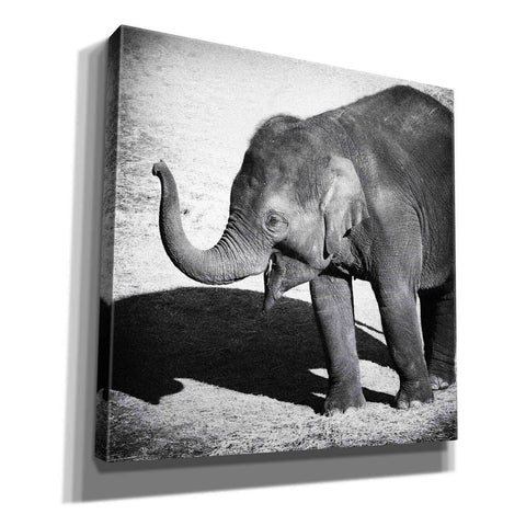 Image of 'Elephant IV' by Debra Van Swearingen, Canvas Wall Art,12x12x1.1x0,18x18x1.1x0,26x26x1.74x0,37x37x1.74x0