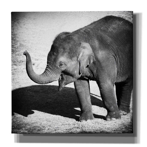 Image of 'Elephant IV' by Debra Van Swearingen, Canvas Wall Art,12x12x1.1x0,18x18x1.1x0,26x26x1.74x0,37x37x1.74x0