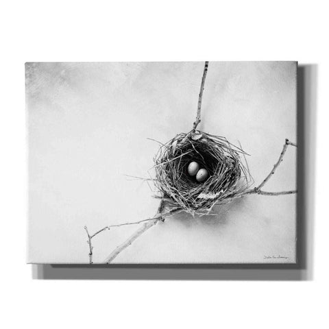 Image of 'Nest and Branch IV' by Debra Van Swearingen, Canvas Wall Art,16x12x1.1x0,26x18x1.1x0,34x26x1.74x0,54x40x1.74x0