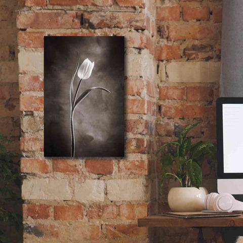 Image of 'Two Tone Tulips I' by Debra Van Swearingen, Canvas Wall Art,12 x 18