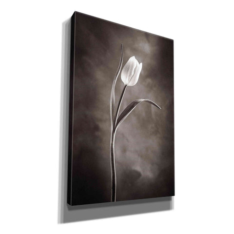 Image of 'Two Tone Tulips I' by Debra Van Swearingen, Canvas Wall Art,12x18x1.1x0,18x26x1.1x0,26x40x1.74x0,40x60x1.74x0