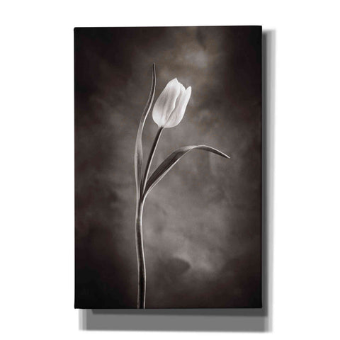 Image of 'Two Tone Tulips I' by Debra Van Swearingen, Canvas Wall Art,12x18x1.1x0,18x26x1.1x0,26x40x1.74x0,40x60x1.74x0