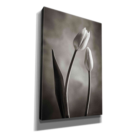 Image of 'Two Tone Tulips III' by Debra Van Swearingen, Canvas Wall Art,12x18x1.1x0,18x26x1.1x0,26x40x1.74x0,40x60x1.74x0