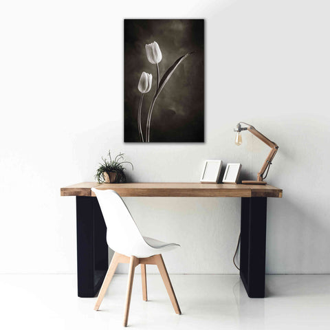 Image of 'Two Tone Tulips IV' by Debra Van Swearingen, Canvas Wall Art,26 x 40