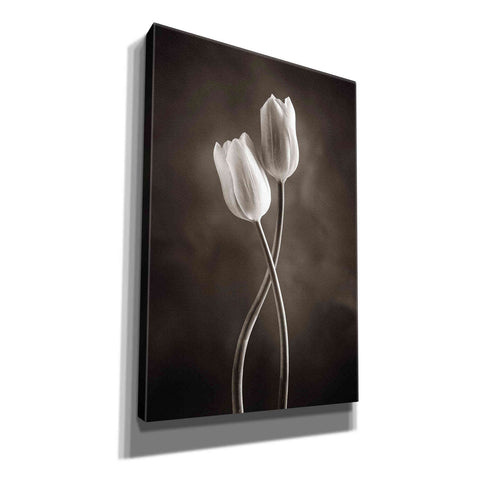 Image of 'Two Tone Tulips V' by Debra Van Swearingen, Canvas Wall Art,12x18x1.1x0,18x26x1.1x0,26x40x1.74x0,40x60x1.74x0
