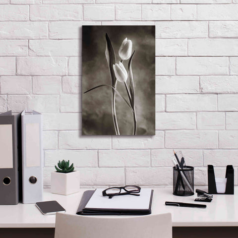 Image of 'Two Tone Tulips VI' by Debra Van Swearingen, Canvas Wall Art,12 x 18