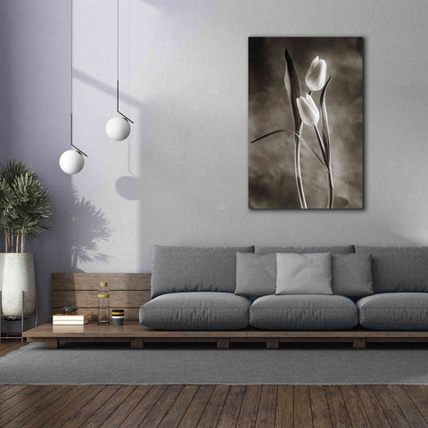 Image of 'Two Tone Tulips VI' by Debra Van Swearingen, Canvas Wall Art,40 x 60