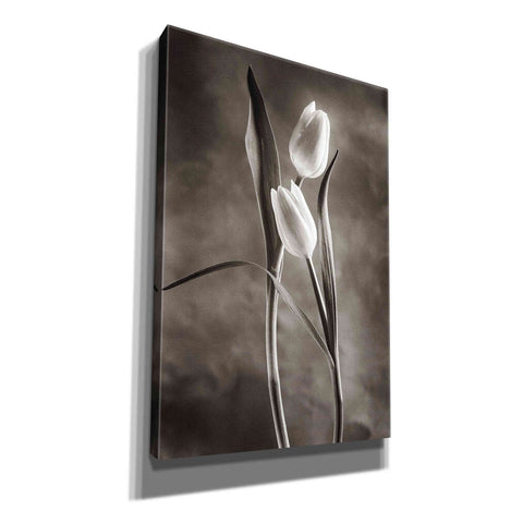 Image of 'Two Tone Tulips VI' by Debra Van Swearingen, Canvas Wall Art,12x18x1.1x0,18x26x1.1x0,26x40x1.74x0,40x60x1.74x0