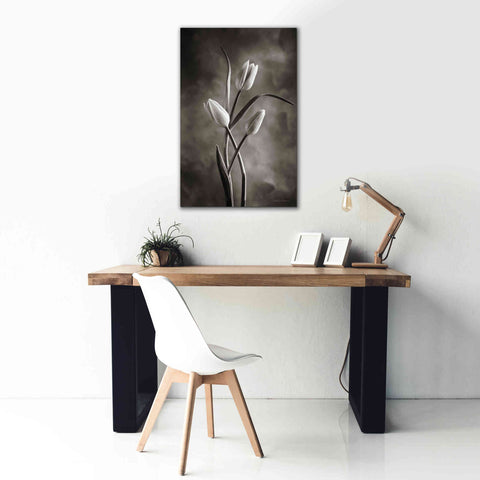 Image of 'Two Tone Tulips VII' by Debra Van Swearingen, Canvas Wall Art,26 x 40